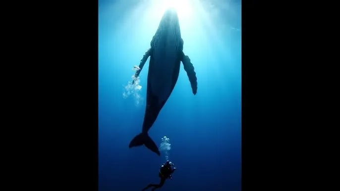 24小时更新在线观看片免费 - 深蓝星球：探索海洋深处的未知世界